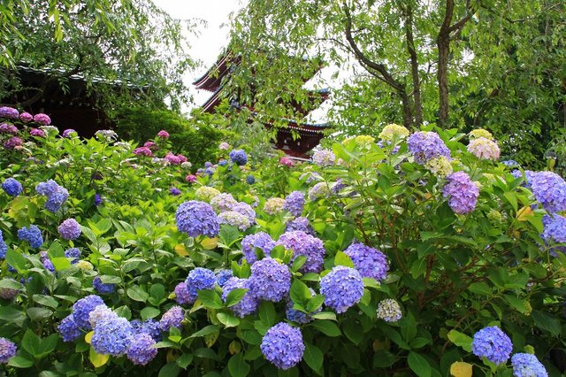20080628_hondojitemple_0261